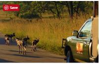 Kruger National Park Safaris Tour operator image 4